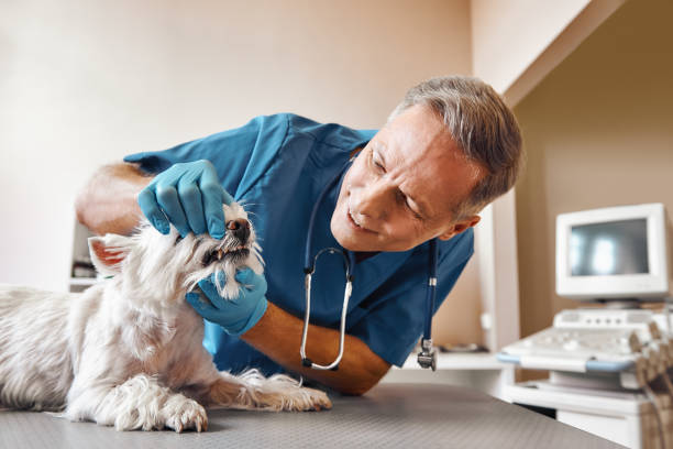 Best Emergency Dental Care for Trauma or Injury in Fort Calhoun, NE